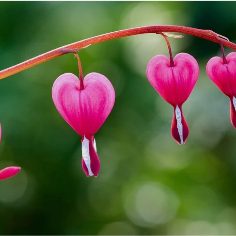 Pink Heart-Shaped Flowers